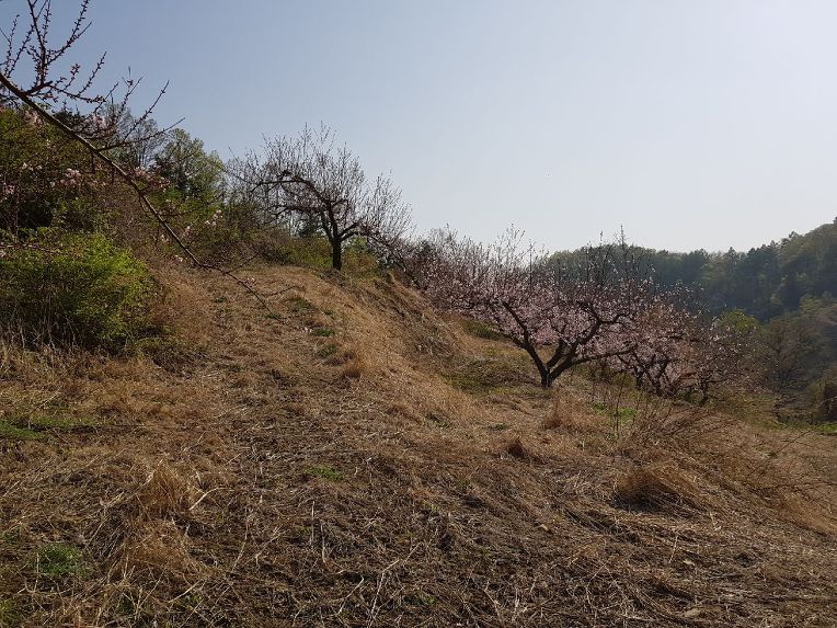 토지/임야 - 임야